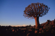 Namibia, Köcherbaum- Hier klicken zum Vergrößern
