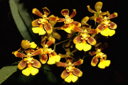 Ecuador, Oncidium-Orchidee- Hier klicken zum Vergrößern