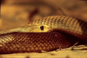 Australien, Taipan, giftigste Schlange der Welt- Hier klicken zum Vergrößern