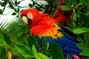 Nicaragua, Roter Soldaten-Ara- Hier klicken zum Vergrößern