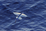 Pazifischer Ozean, Fliegender Fisch- Hier klicken zum Vergrößern