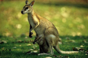 Australien, Wallaby mit Kid- Hier klicken zum Vergrößern