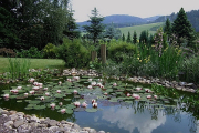 Deutschland, Mein Gartenteich- Hier klicken zum Vergrößern
