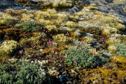 Grönland, Sommerflora- Hier klicken zum Vergrößern