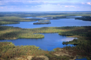 Sibirien, Sommer in der Taiga- Hier klicken zum Vergrößern