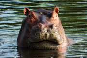 Botswana, Flusspferd- Hier klicken zum Vergrößern