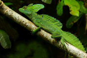Costa Rica, Stirnlappen-Basilisk- Hier klicken zum Vergrößern